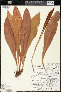 Elaphoglossum alatum image