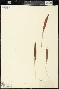 Elaphoglossum wawrae image