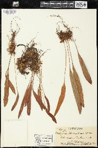 Elaphoglossum wawrae image