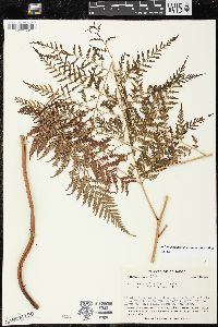 Parapolystichum effusum image