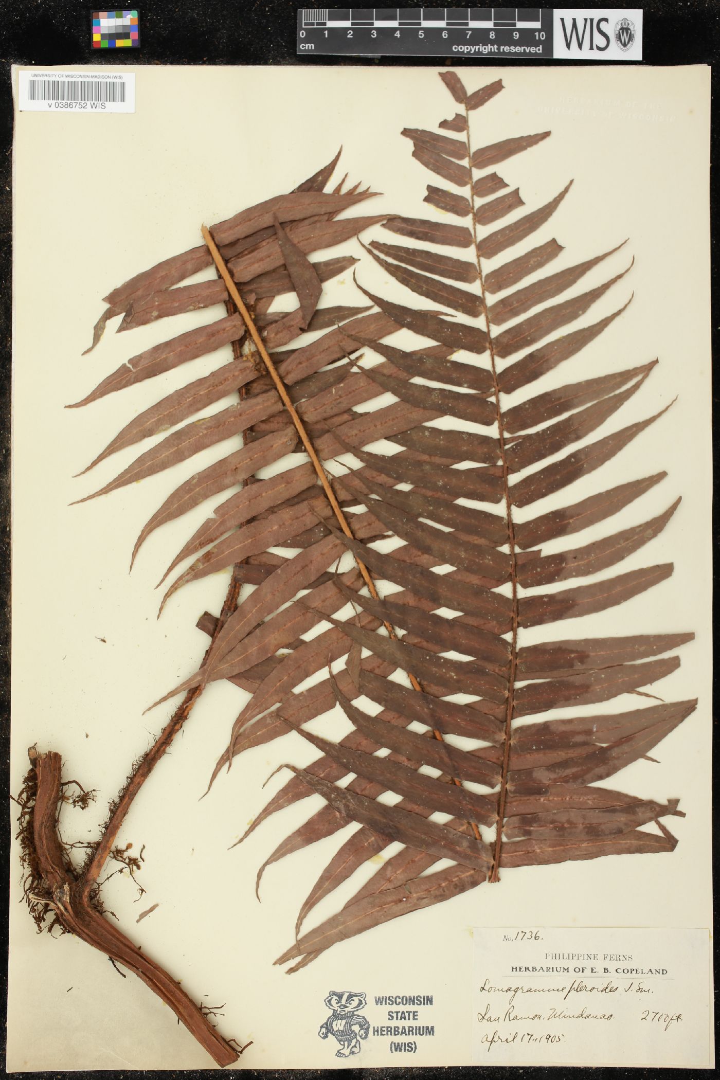 Lomagramma guianensis image