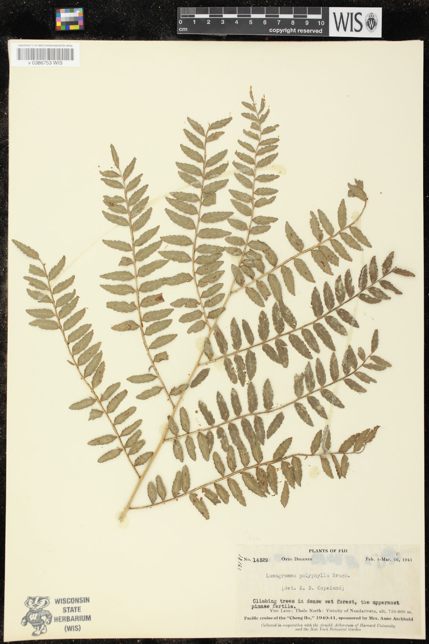 Lomagramma polyphylla image