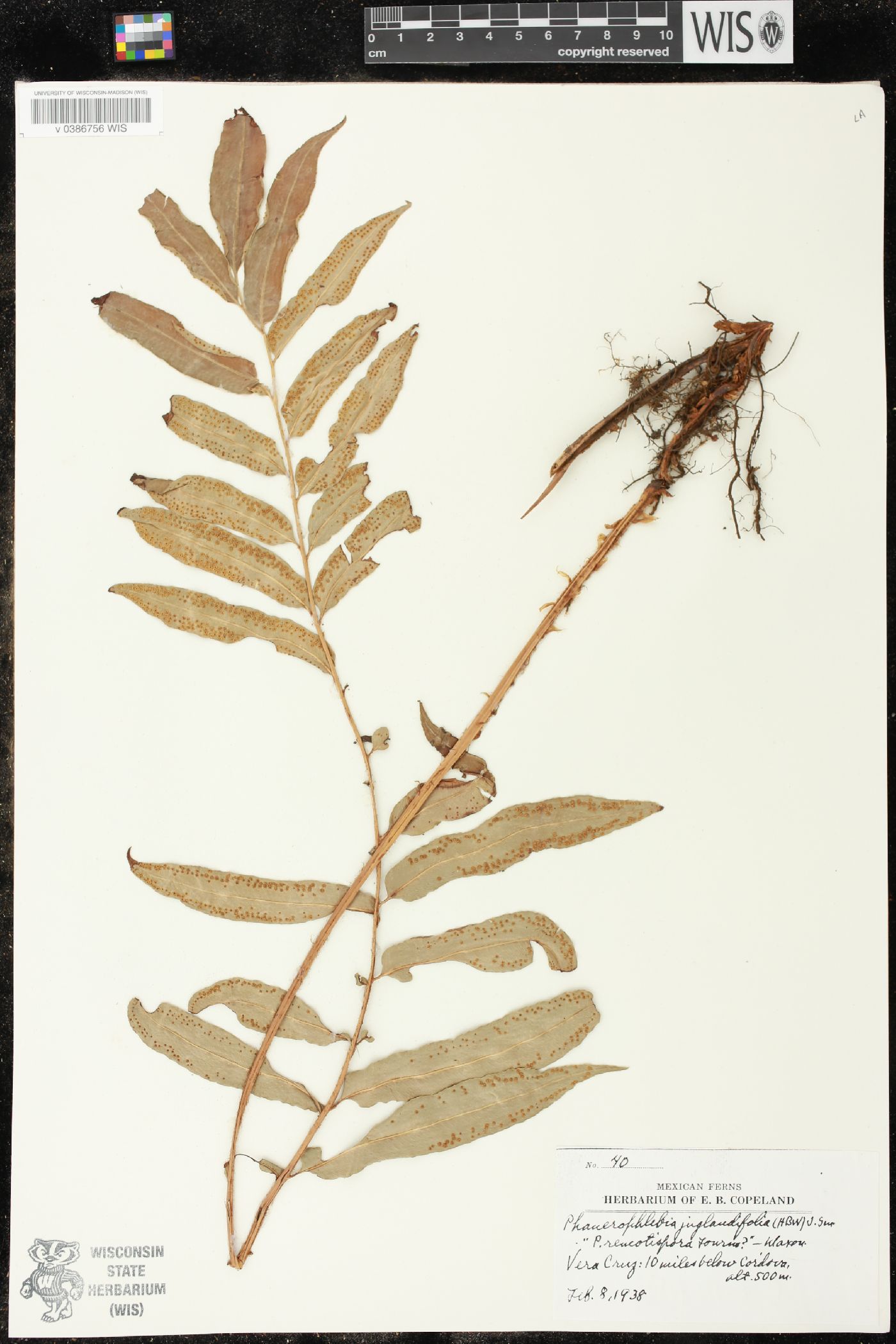 Phanerophlebia juglandifolia image