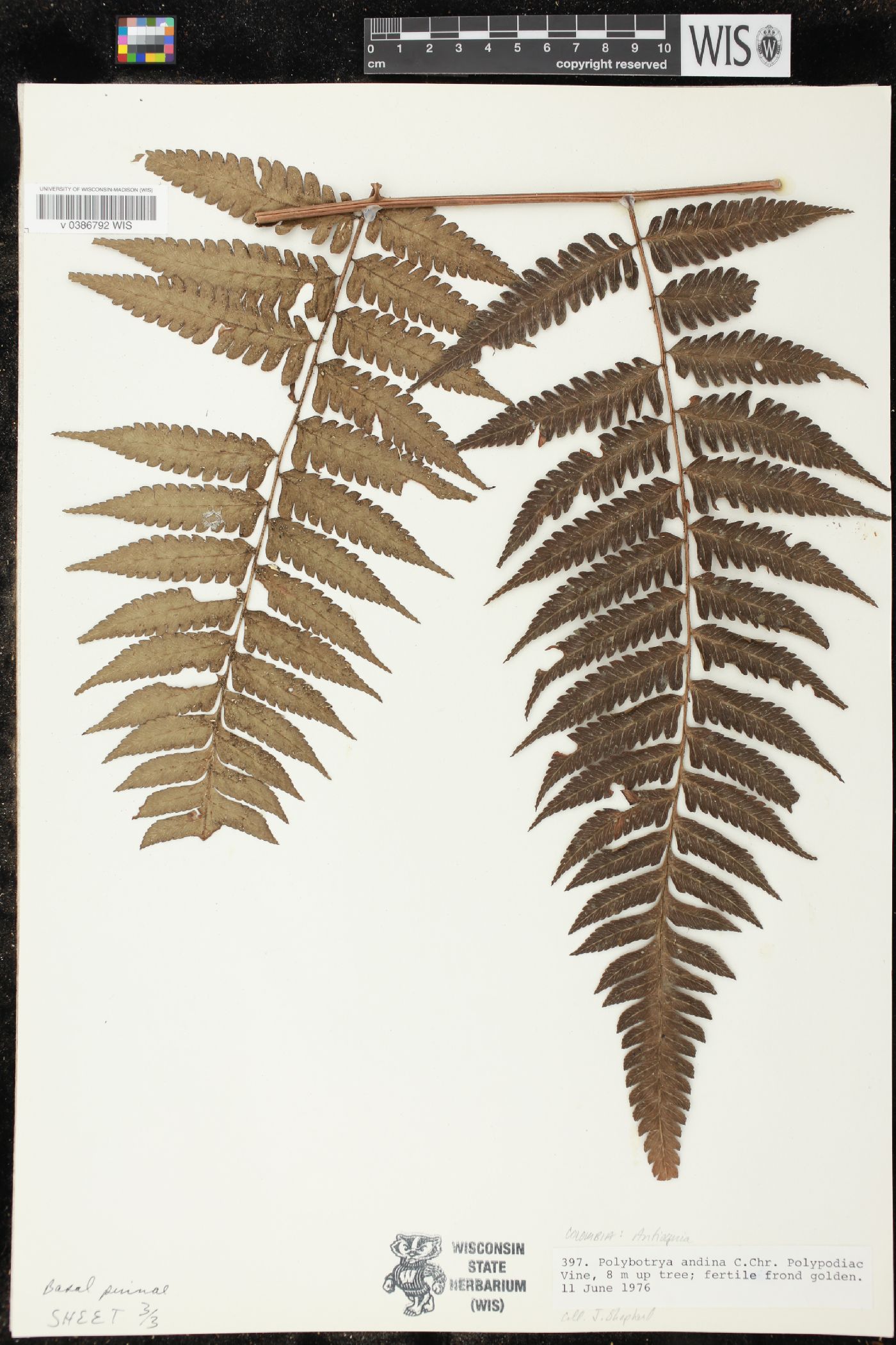 Polybotrya andina image