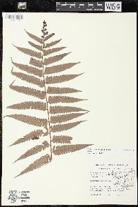 Polybotrya andina image