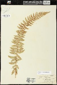 Polystichum braunii image