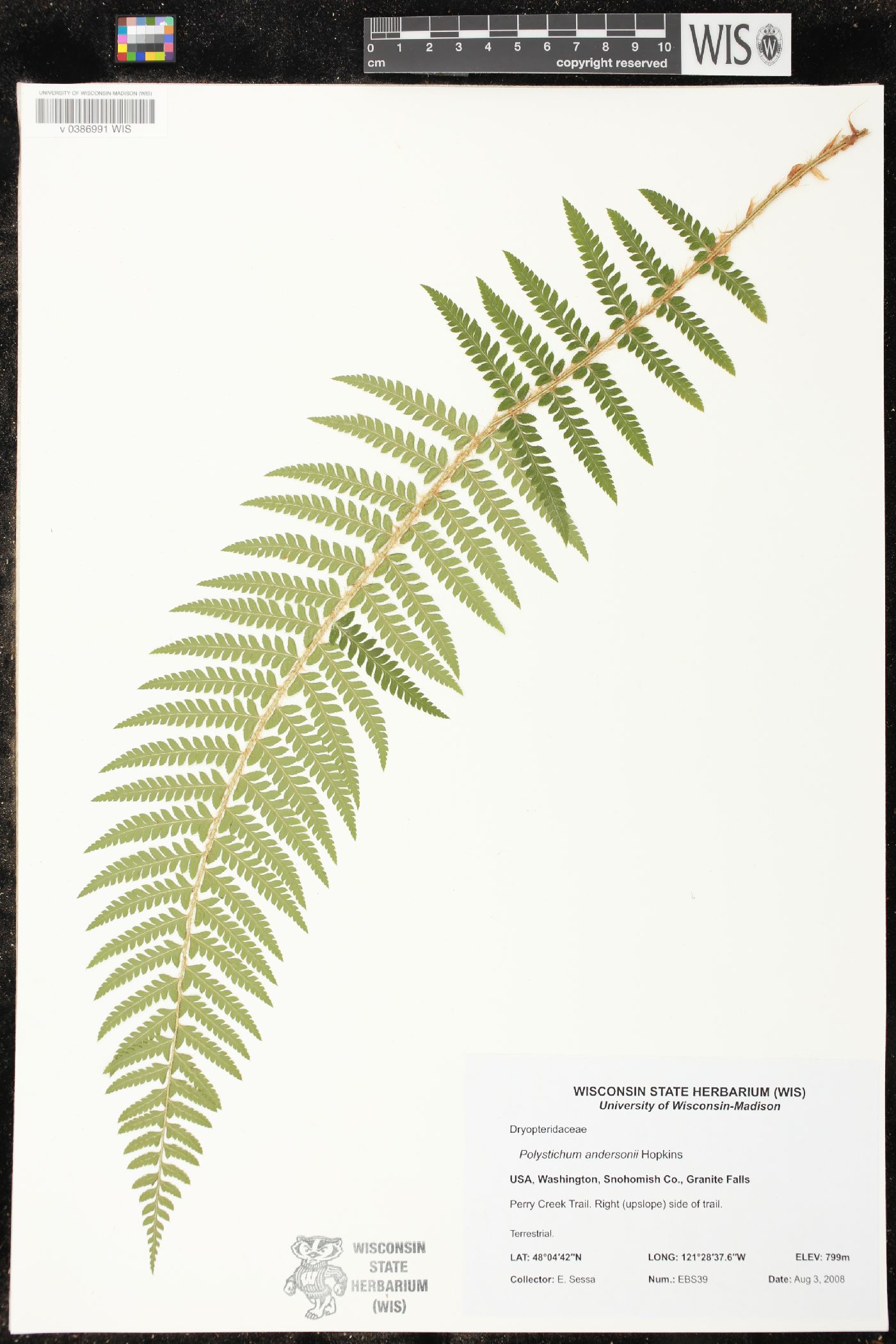 Polystichum andersonii image