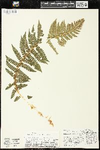 Polystichum braunii image