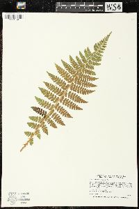 Polystichum braunii image