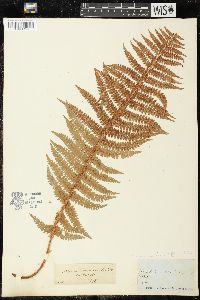 Polystichum braunii image