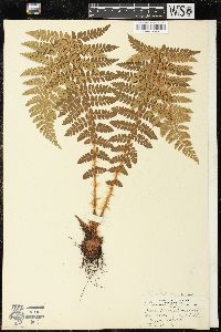 Polystichum braunii image