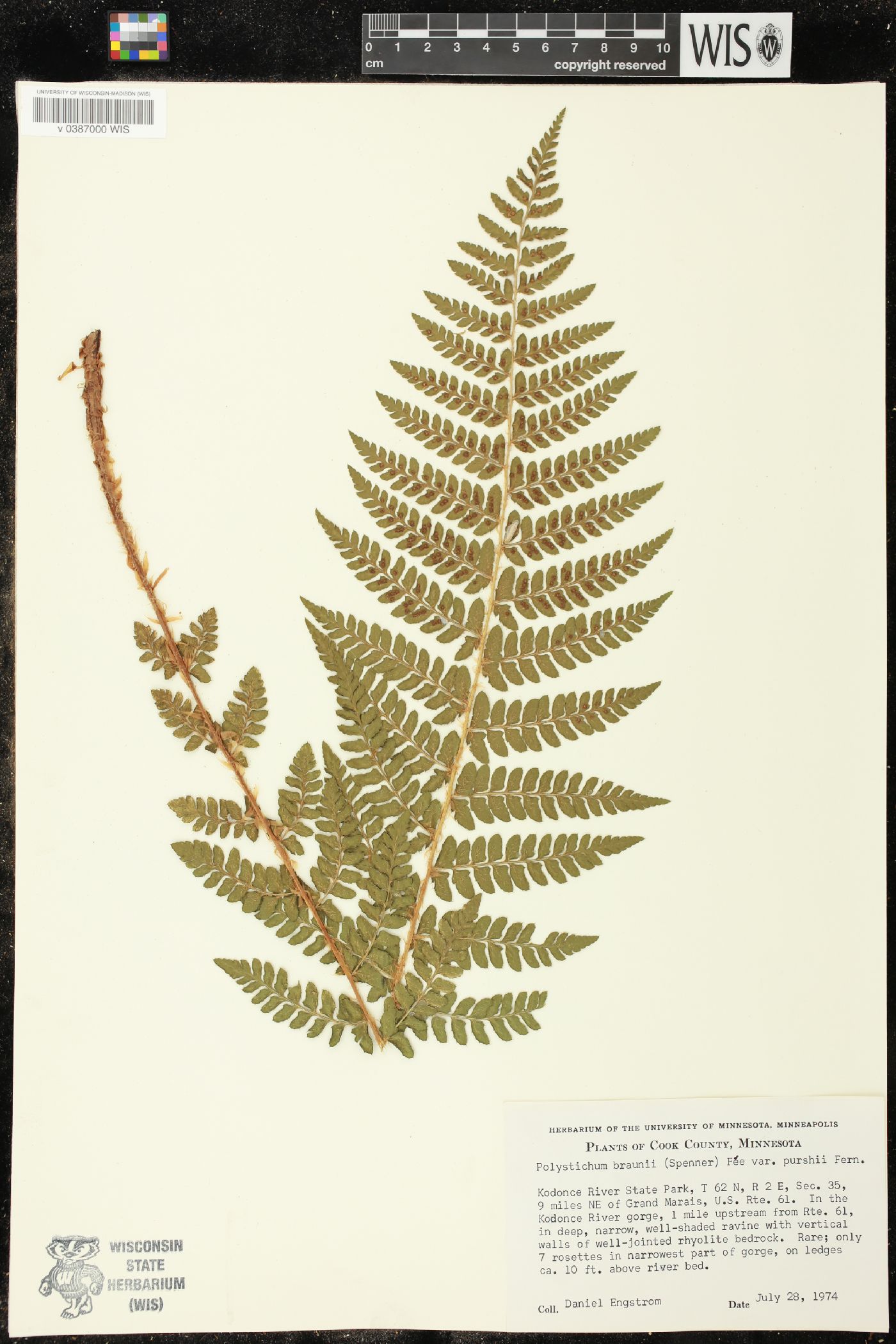 Polystichum braunii var. purshii image