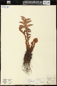 Polystichum aculeatum image