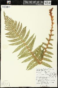 Polystichum braunii image