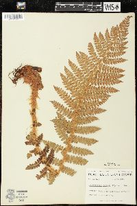 Polystichum braunii var. purshii image