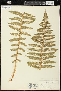 Polystichum braunii var. purshii image