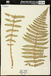 Polystichum braunii var. purshii image