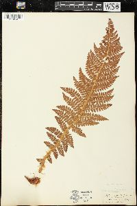 Polystichum braunii var. purshii image