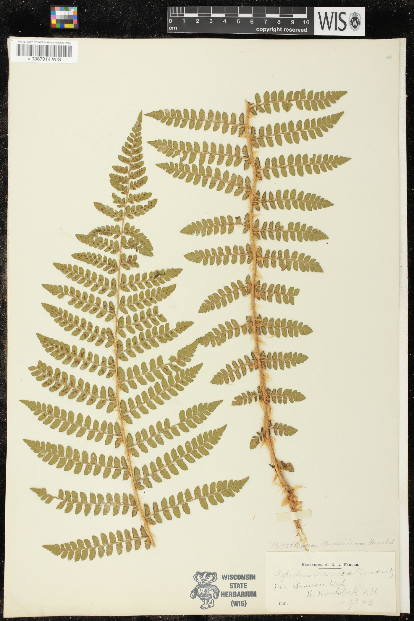 Polystichum braunii image