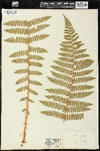 Polystichum braunii var. purshii image