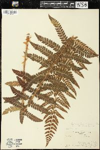 Polystichum braunii var. purshii image