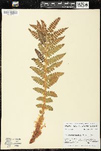 Polystichum braunii image