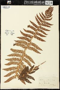 Polystichum braunii image