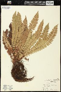 Polystichum lonchitis image