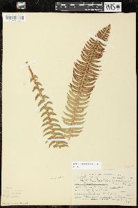Polystichum x hagenahii image