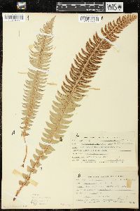 Polystichum lonchitis image