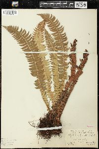 Polystichum lonchitis image