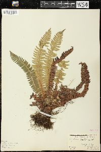 Polystichum lonchitis image