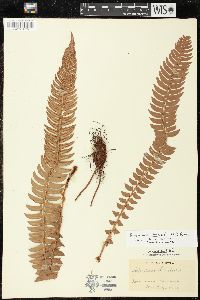 Polystichum lonchitis image