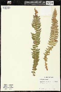 Polystichum lonchitis image