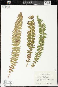 Polystichum lonchitis image