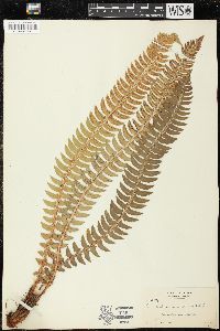 Polystichum lonchitis image