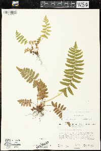 Polystichum munitum image