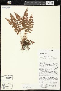 Polystichum distans image