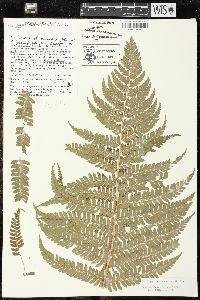 Polystichum distans image