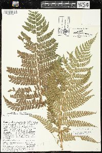 Polystichum distans image