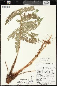 Polystichum distans image