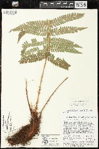 Polystichum distans image