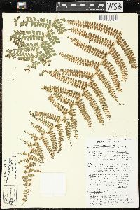 Polystichum distans image