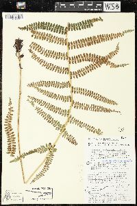 Polystichum distans image