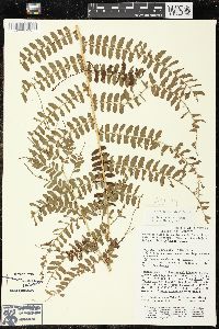 Polystichum distans image