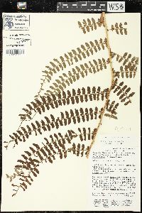 Polystichum distans image