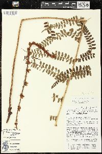 Polystichum distans image