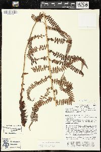 Polystichum distans image