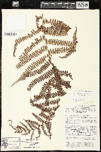 Polystichum distans image