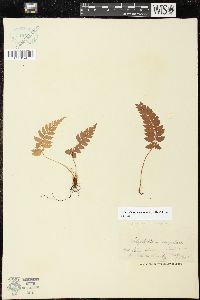 Polystichum discretum image